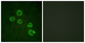 cPLA2 rabbit pAb