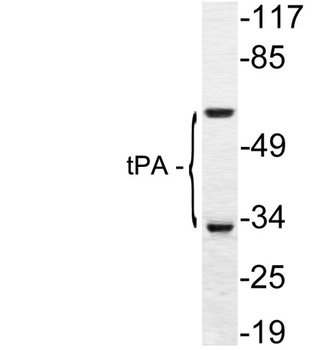tPA rabbit pAb
