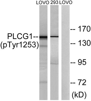 PLC gamma 1 (phospho-Tyr1253) antibody