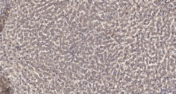 PLC gamma 1 (phospho-Tyr1253) antibody