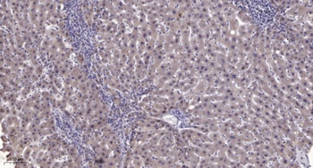 PC-PLD1 (phospho Thr147) rabbit pAb