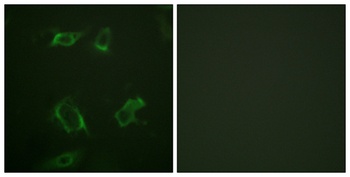 PC-PLD1 (phospho-Ser561) antibody