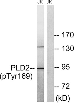 PC-PLD2 (phospho-Tyr169) antibody
