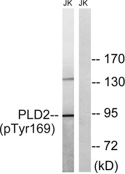 PC-PLD2 (phospho Tyr169) rabbit pAb