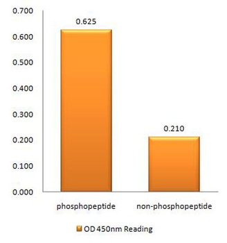 Plk (phospho Thr210) rabbit pAb