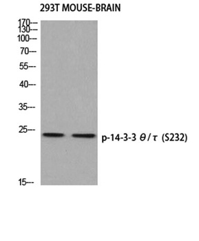 14-3-3 Theta/Tau (phospho-Ser232) antibody