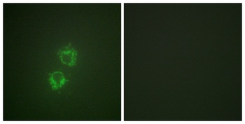 14-3-3 Theta/Tau (phospho-Ser232) antibody