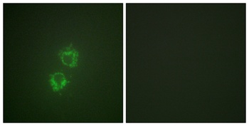 14-3-3 θ/τ (phospho Ser232) rabbit pAb