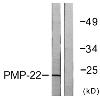 GAS3 antibody