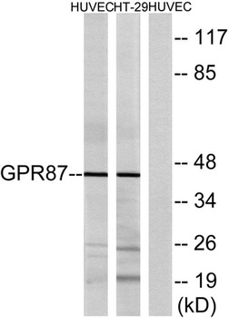 GPR87 rabbit pAb