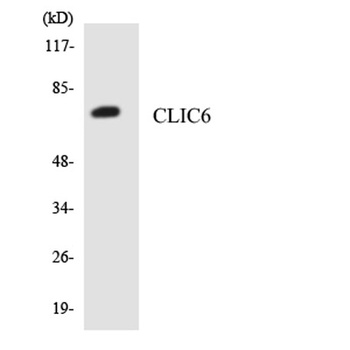 CLIC6 rabbit pAb