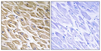 MRP-L39 rabbit pAb