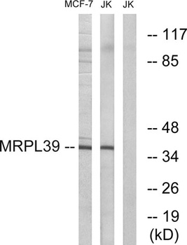 MRP-L39 rabbit pAb