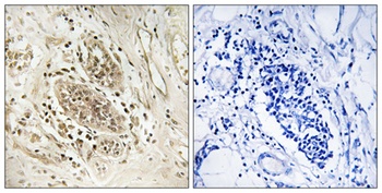 DNA pol ε A rabbit pAb Antibody