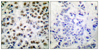 Rpb1 (phospho-Ser1619) antibody