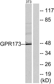GPR173 rabbit pAb