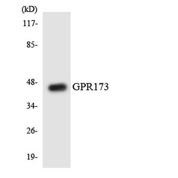 GPR173 antibody