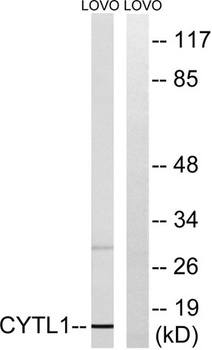 CYTL1 antibody