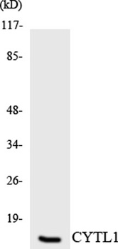 CYTL1 antibody