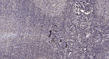 POLR2J1 rabbit pAb