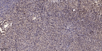 SNAT2 antibody