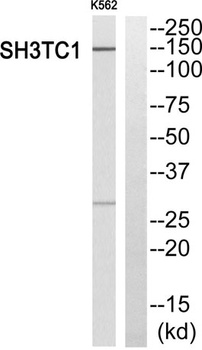 SH3TC1 rabbit pAb Antibody