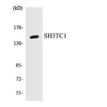 SH3TC1 antibody