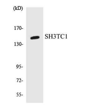 SH3TC1 rabbit pAb Antibody