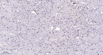 NLE1 antibody