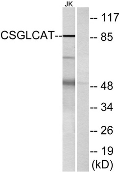 CSGlcA-T rabbit pAb