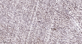 Oct-1 (phospho Ser385) rabbit pAb