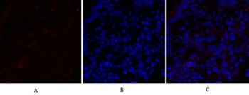PPAR-α rabbit pAb