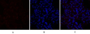 PPAR-α rabbit pAb