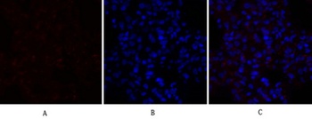 PPAR-alpha antibody