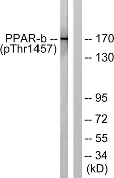 TRAP220 (phospho Thr1457) rabbit pAb