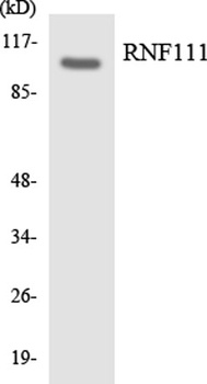 Arkadia antibody