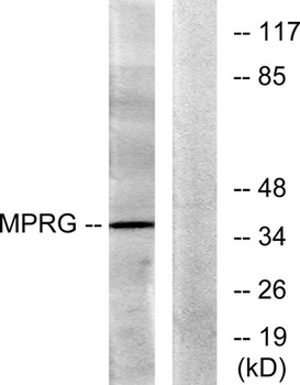 mPRγ rabbit pAb