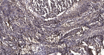 mPRγ rabbit pAb