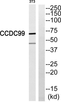 CCDC99 rabbit pAb