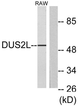 DUS2L rabbit pAb