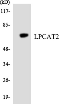 LPCAT2 rabbit pAb