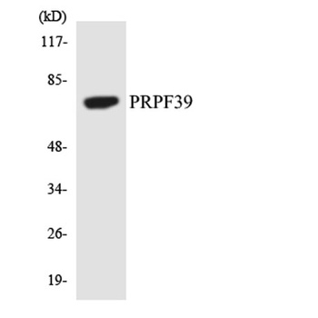 PRPF39 rabbit pAb