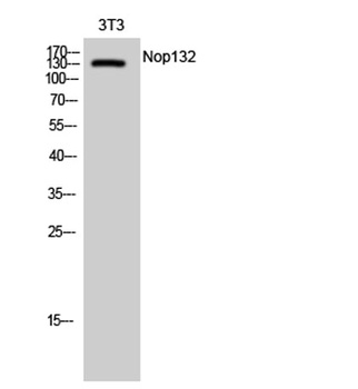 Nop132 rabbit pAb