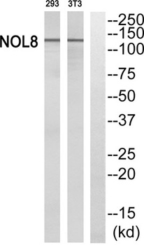 Nop132 rabbit pAb