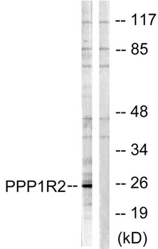 IPP-2 rabbit pAb