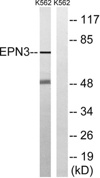 Epsin 3 rabbit pAb Antibody