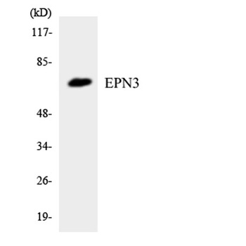 Epsin 3 rabbit pAb Antibody