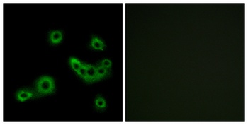 GPR172B antibody