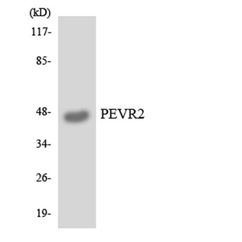 GPR172B rabbit pAb