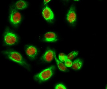 PP2A-Cα (phospho Tyr307) rabbit pAb